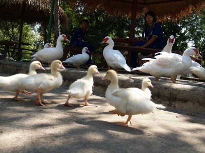 ����紡Ѻ�١