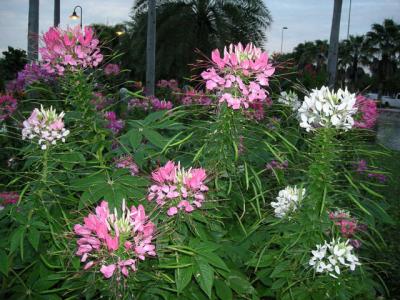 �͡������